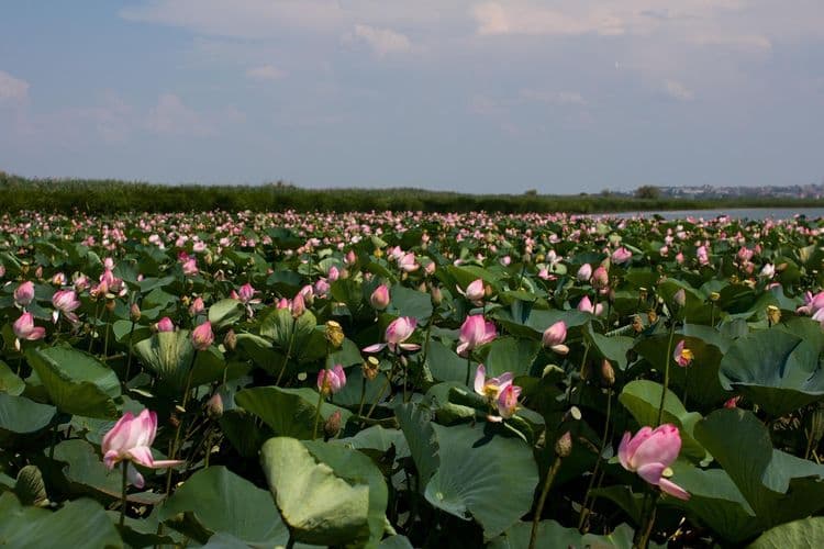 Превью изображение новостей